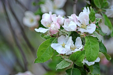 Blooming apple-tree buds in spring close-up.