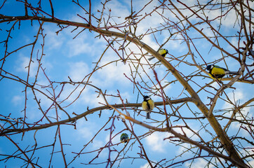 A flock of tits sits on a tree.
