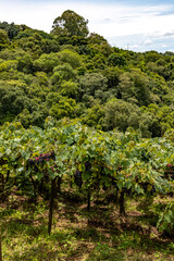 Fototapeta na wymiar Vineyards and forest