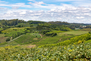 Fototapeta na wymiar Vineyards and farm fields