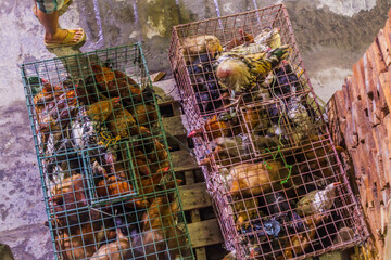 Chicken at the cargo deck of a ferry from Siquijor island to Cebu, Philippines.