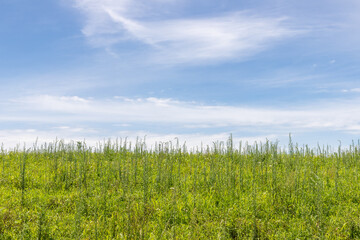 Farm field and blue sky
