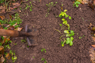 Strawberry plants with soil gardening tools