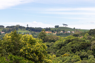 Forest and vineyards