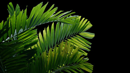 Tropical palm leaves ornamental garden palm plant, rainforest foliage nature plant bush on black...