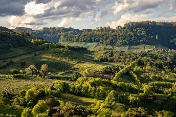 Obraz premium Vineyards and forest in valley