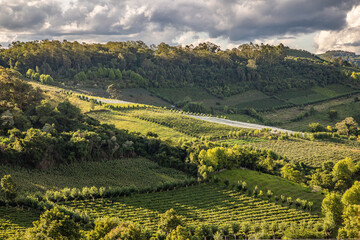 Fototapeta na wymiar Vineyards and forest in valley