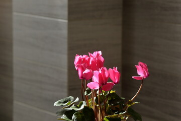 Indoor ornamental plant with beautiful brightly colored flowers among green leaves. Cyclamen is a genus of 23 species of perennial flowering plants. Pink flower on a gray background. Close-up.