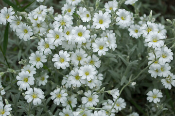 Clusters of small white flowers of herbaceous flowering plant Cerastium tomentosum (snow-in-Summer) each with five double petals with yellow centers on background of silvery gray green thin leaves