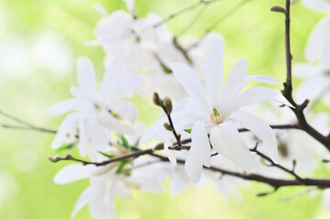 Spring delicate magnolia blossom, springtime pink and white flowers bloom, pastel and soft floral card, selective focus, shallow DOF, toned	