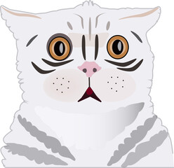 Web удивление белого кота