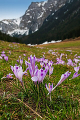 purple crocus flowers on the meadow in the mountain