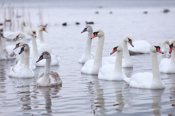 White swan flock in spring water. Swans in water. White swans. Beautiful white swans floating on the water. swans in search of food. selective focus