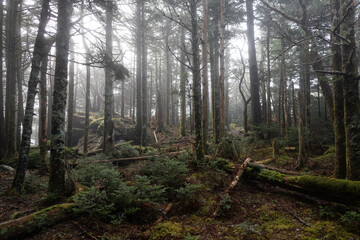 Hiking on a Foggy Morning at Mount Mitchell in Western North Carolina