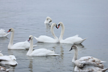 White swan flock in spring water. Swans in water. White swans. Beautiful white swans floating on the water. swans in search of food. selective focus