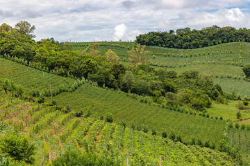 Vineyards and forest in valley