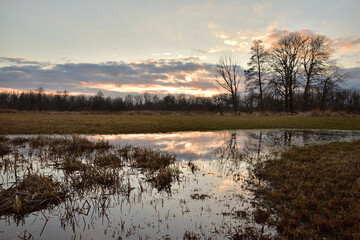 Grass and reeds in the swamp against the backdrop of the clouds in the sky.