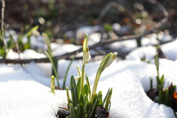 Spring snowdrops in snow in the forest. Spring flowers.  The first flowers. Galanthus nivalis.