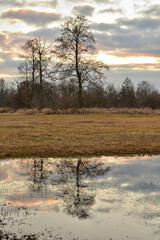 Tree on a background of the cloudy sky in autumn or spring. Dusk.