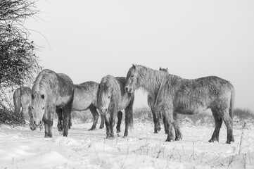Wild horses in a winters landscape in Wales.  Black and White