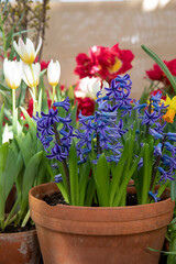 Purple hyacinth in pot at spring flower exhibition against a backdrop of multicolored flowers