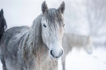 Fototapeta na wymiar Portrait of a wild, white horse, against a winters landscape