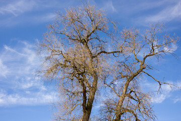 Fototapeta na wymiar Spring landscape: A bright blue sky with white clouds and a silhouette of a tree still without leaves against this sky.