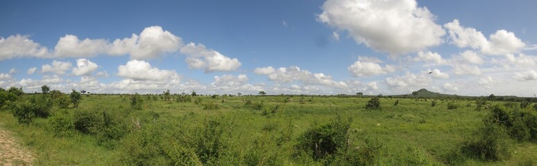 Obraz premium Kruger Park, Mpumalanga, South Africa.