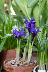 Beautiful purple toffees in a pot. Spring flower exhibition.
