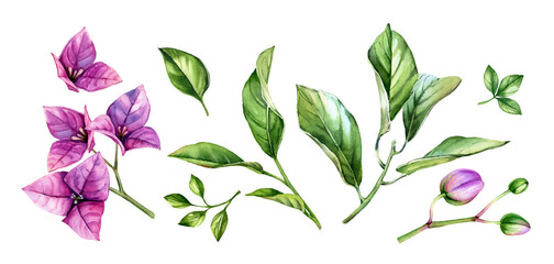 Watercolor floral collection of elements. Purple bougainvillea branch in blossom, flowers, leaves. Hand painted tropical set. Botanical illustrations isolated on white - obrazy, fototapety, plakaty