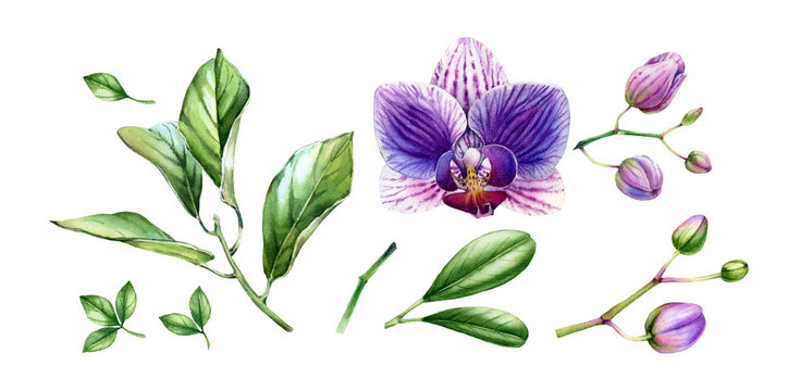 Watercolor Orchid elements collection. Big purple flowers, buds, palm, monstera leaves. Hand painted floral tropical set. Botanical illustrations with exotic plants isolated on white