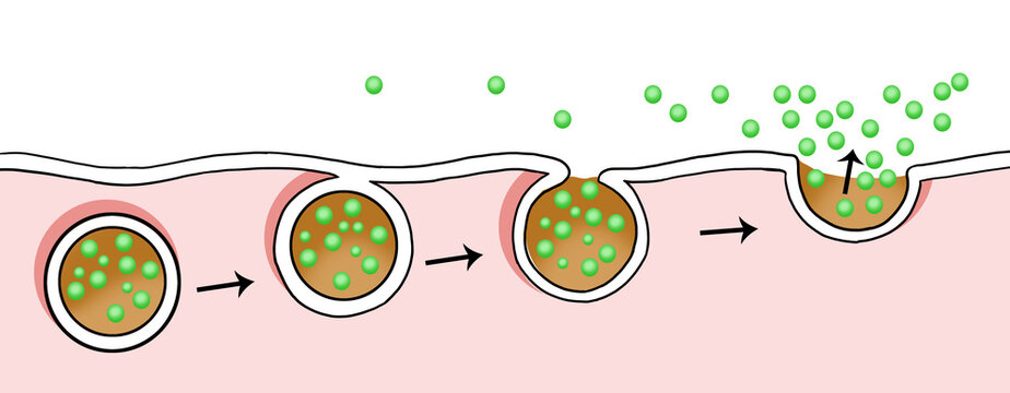 exocytosis. The cell transports proteins into the cell. Cell transports molecules out of the cell.