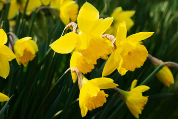Fototapeta premium Spring flowering glade of yellow daffodils close view