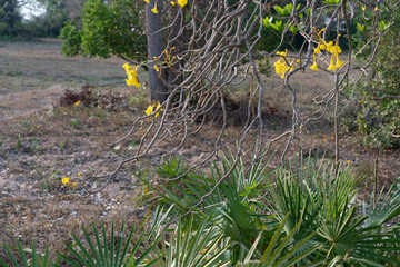 The Golden trumpet tree (Handroanthus chrysotrichus)