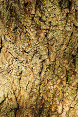 Natural background from the texture of the bark of a willow tree