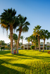 beautiful palm trees and a green lawn in the rays of the sunset. evening, winter, Sharm el sheikh, Egypt