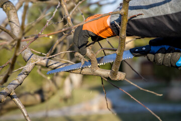 Gardening. Pruning fruit trees in the spring with a saw.
