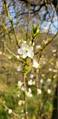 blooming tree in spring