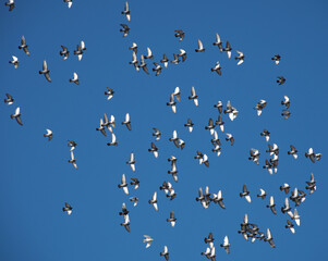 A flock of doves in flight against the blue sky.