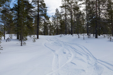 Ski tracks in the snow in a woodland scene. Shot in Sweden, Scandinavia