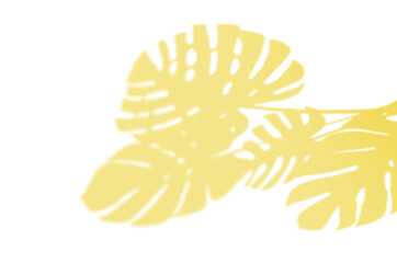 Summer Background Of Shadows Branch Leaves On a Wall. Illuminating Pantone Color Of The Year 2021