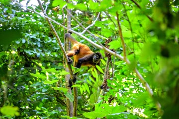 Faune du Costa Rica