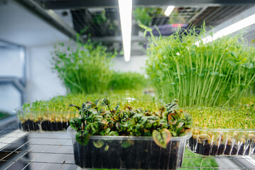 Juicy and young sprouts of micro greens in the greenhouse. Growing seeds. Healthy eating