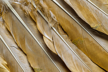 bird feathers in gold color, top view, texture of delicate feathers arranged in a fan, macro