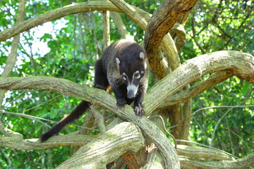 Faune du Costa Rica