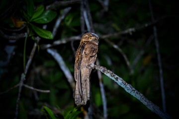Oiseaux tropicaux du Costa Rica