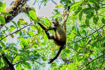 Faune du Costa Rica