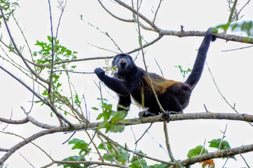 Faune du Costa Rica