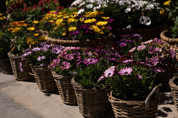 Variety of baskets full with beautifully blooming Dimorphoteca or African daisies in purple, yellow, white colors potted in the greek garden shop - springtime.