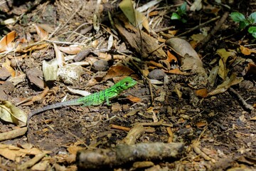 Faune du Costa Rica